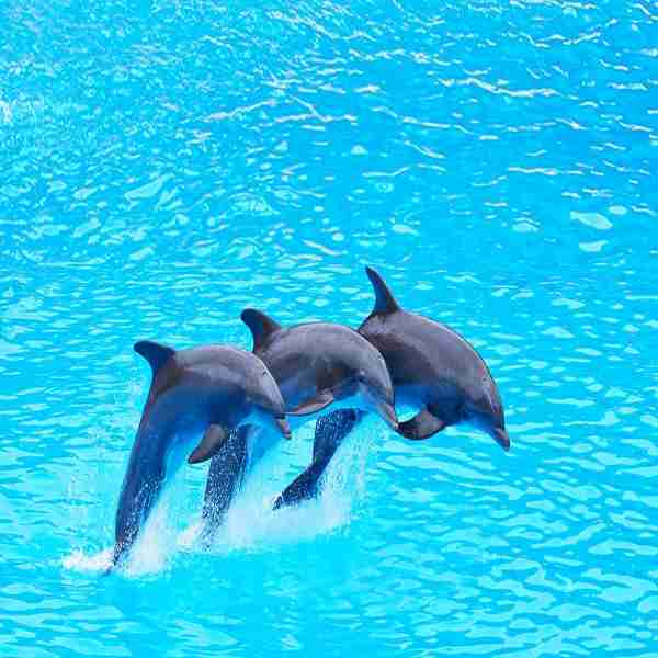 Dolphin Safari