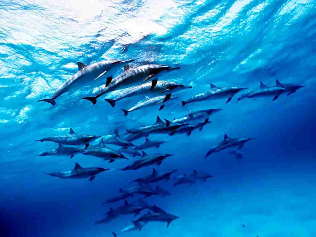 Dolphin Safari