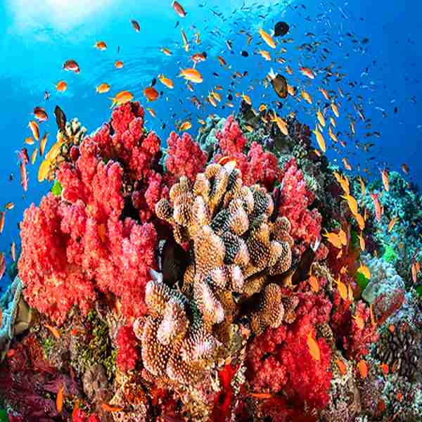 coral-reefs Makadi