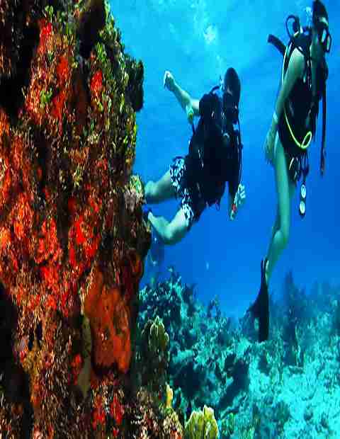 diver-courses